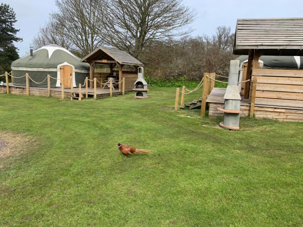 Glamping Norfolk - Grove Glamping